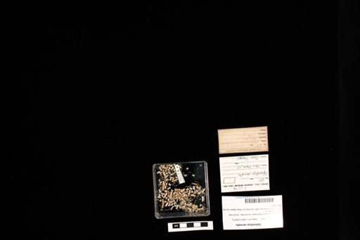 Opheodrys vernalis
