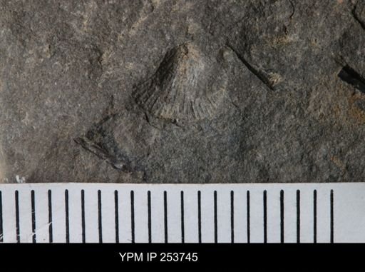 Orthida