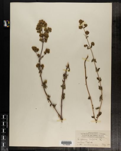 Plantae