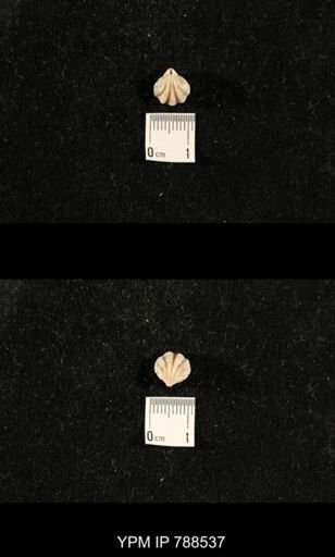 undet. Brachiopoda