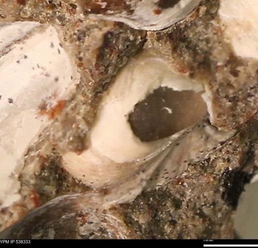 Corbulamella gregaria