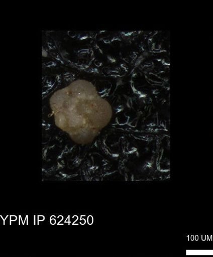 undet. Foraminiferida