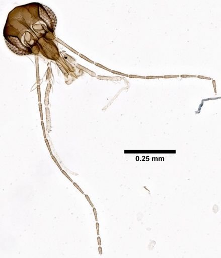 Sergentomyia inermis