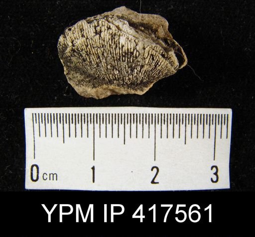 Rhipidomella hybrida