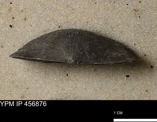 Stropheodonta sp.