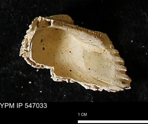Scapharca transversa
