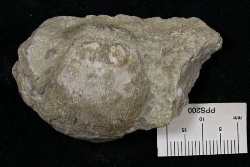 Linoproductus prattenianus