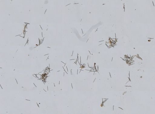 Haliclona