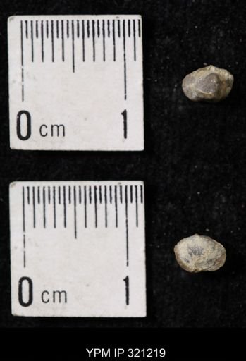 Ambocoelia sp.