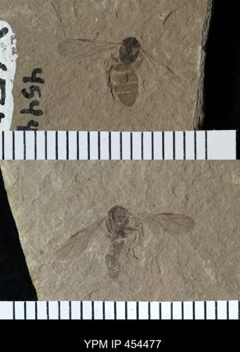 Hymenoptera