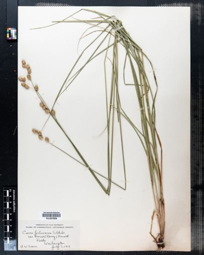 Carex festucacea