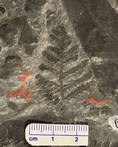 Pecopteris sp.