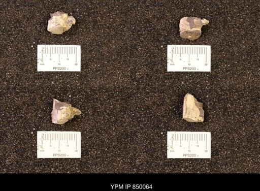 Baculites