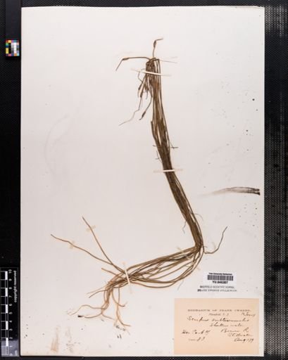 Scirpus subterminalis