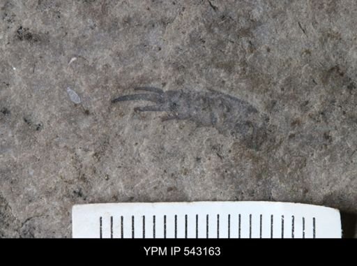 Eurypterus