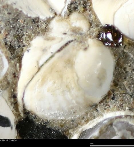 Corbulamella gregaria