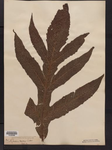 Tectaria