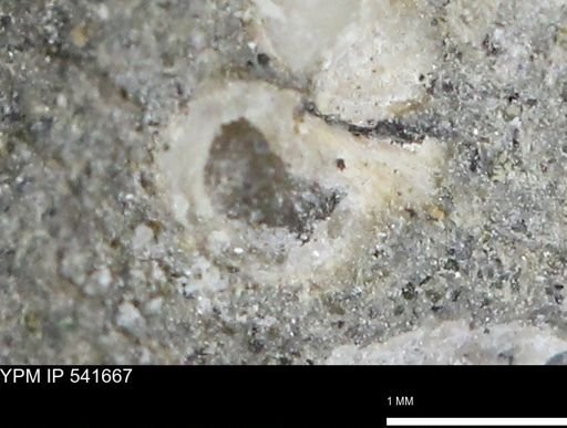 Protocardia subquadrata
