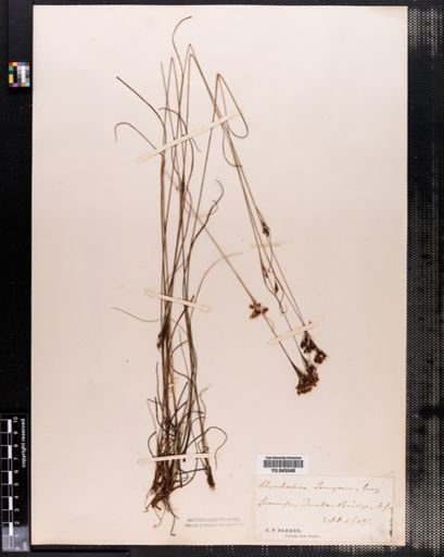 Rhynchospora torreyana