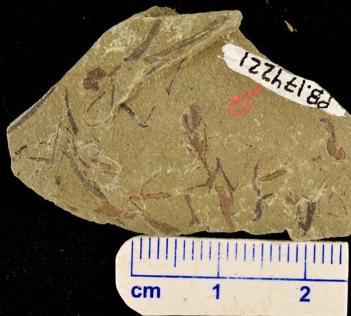 Hostinella sp.