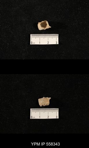 Liosotella sp.