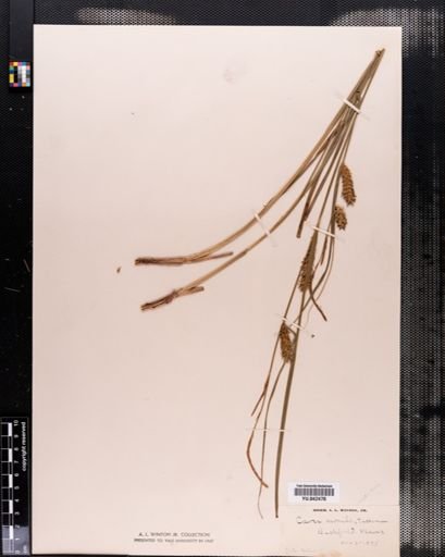 Carex vesicaria