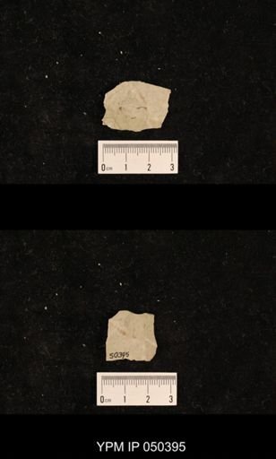 undet. Liomopteridae