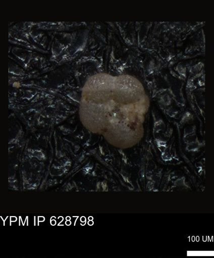 undet. Foraminiferida