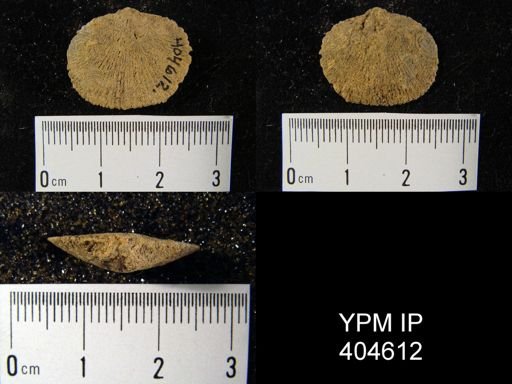 Dalmanella sp.