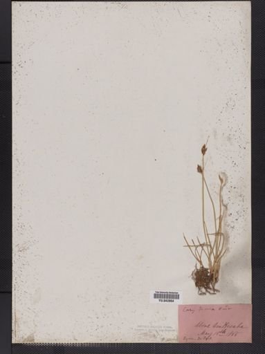 Carex