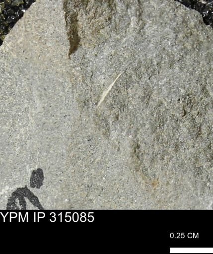 undet. Mollusca