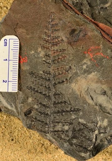 Alloiopteris sp.