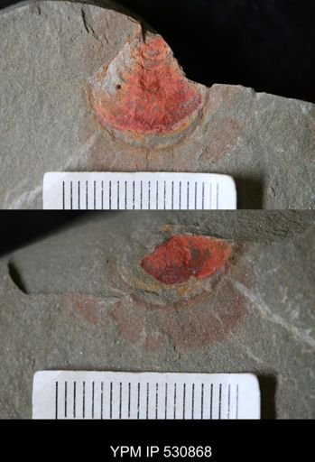 undet. Xiphosurida