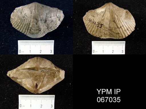 Orthospirifer sp.