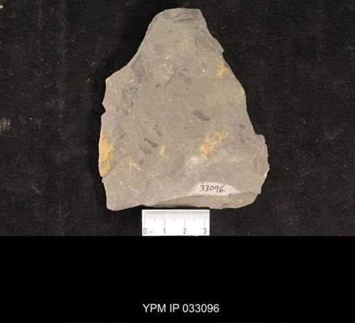 Mormolucoides articulatus