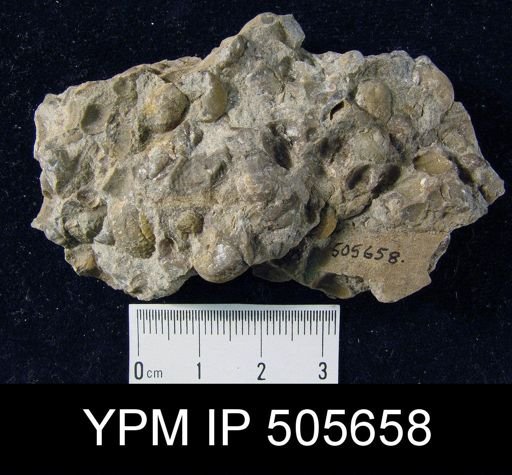 Brachiopod assemblage taxa