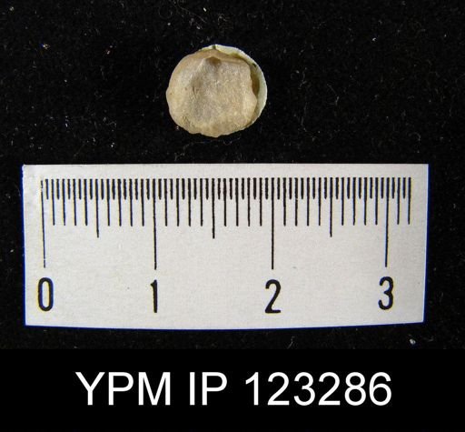 Dalmanella sp.