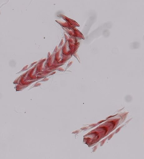 Flabellina verrucosa