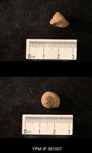 Worthenia sp.