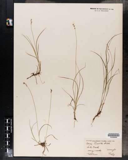 Carex disperma