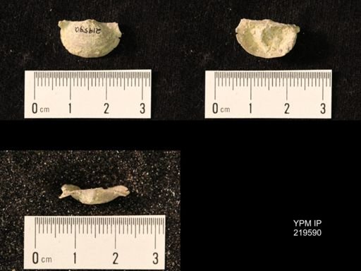 Chonetes granulifer