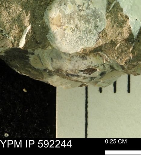 undet. Bivalvia