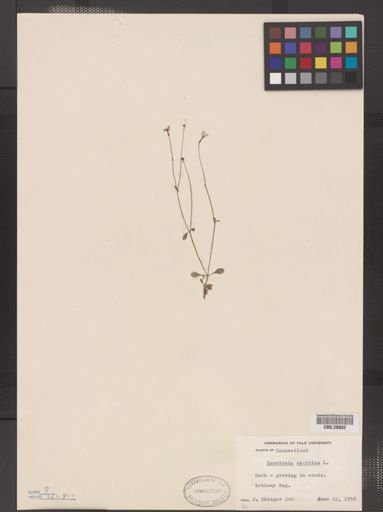 Houstonia caerulea