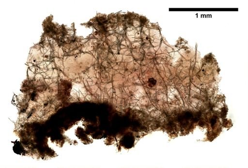 Haliclona canaliculata