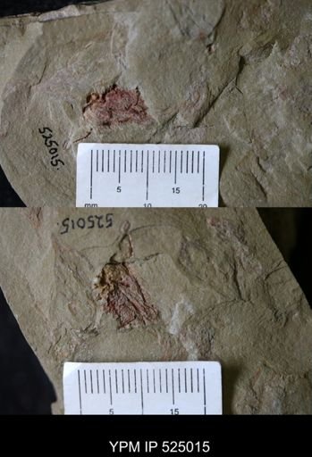 Chauvelicystis?