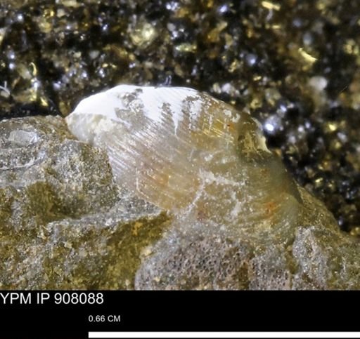 undet. Bivalvia
