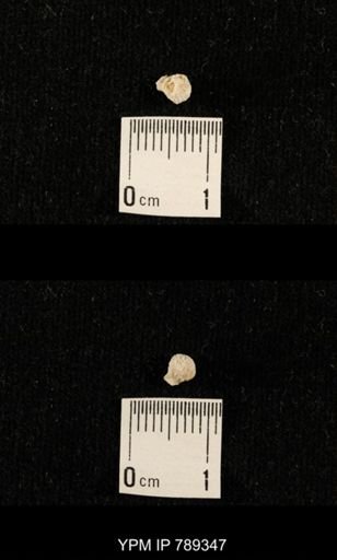 undet. Bryozoa