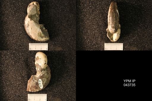 Hoploscaphites nicolletii