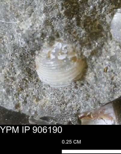 Corbulamella?