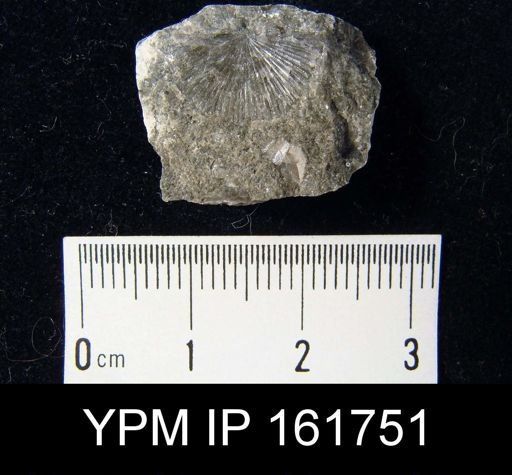 Schuchertella subplana